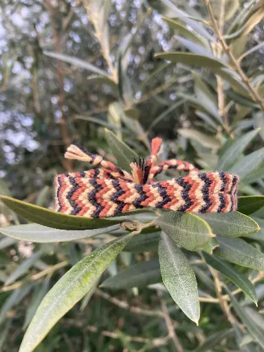 Bracelet croisé